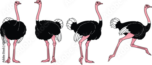 Set of ostrich birds in different poses isolated on white background wildlife animal vector illustration collection