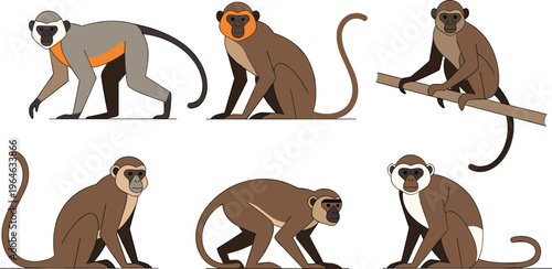 Set of monkeys in different poses isolated on white background wildlife primate animal vector illustration collection