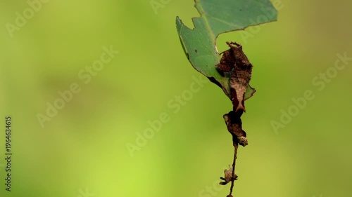 Closeup video of a clear sailer (Neptis nata) butterfly caterpillar resting on its host plant leaf in a natural forest habitat during autumn season in Himachal Pradesh, India