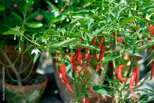 red hot chilli pepper plant. The cultivar is Beldanga Green Chilli, originated from Beldanga, located in the Murshidabad district of West Bengal. A widely available popular variety in Bengali cuisine.