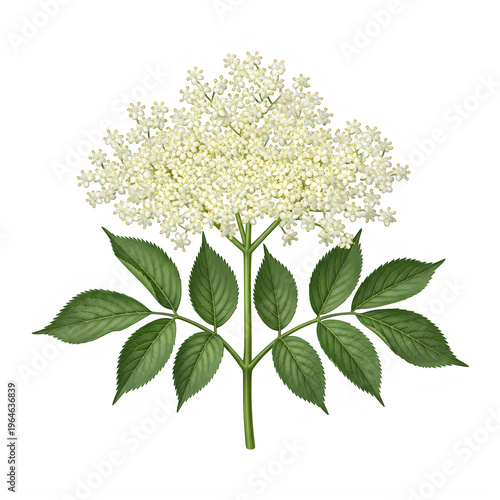 A white elderflower with green leaves isolated on white background