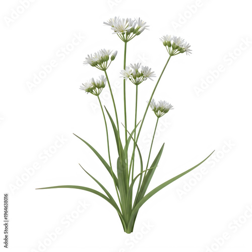 A bunch of white flowers with green stems isolated on white background