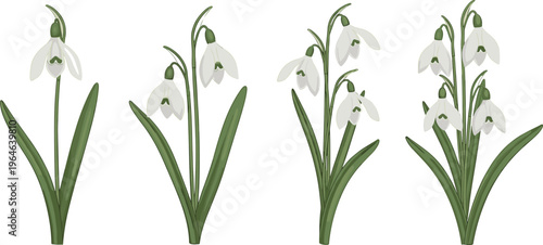 Set of snowdrop flowers with green leaves isolated on white background spring botanical vector illustration collection