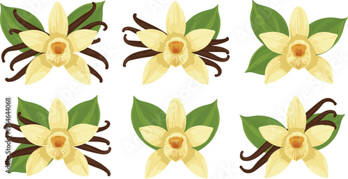 Set of vanilla flowers with pods and leaves isolated on white background aromatic spice plant vector illustration collection