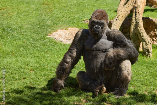 Obraz na plátně Western lowland gorilla sitting on green grass in a zoo enclosure