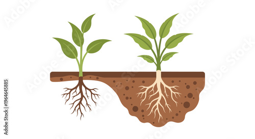 Healthy vs. Underdeveloped Plant Root Systems in Soil - Vector Illustration of Growth & Foundation