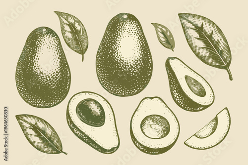 Vintage style illustration of avocados with leaves and sliced sections
