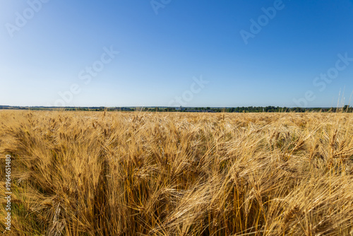 Foto Endless waves of yellow wheat rustle gently in the warm breeze beneath the expan
