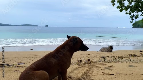 a dog on the beach. Beautiful beach views in the Sangihe Islands, North Sulawesi, Indonesia - january 30th 2026. White sand with open sea and coconut trees. 