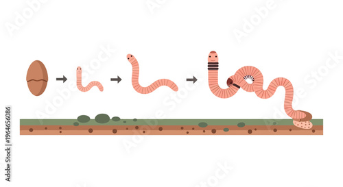 Earthworm Life Cycle Stages Illustration: From Egg Cocoon to Mature Worm and Soil Casts
