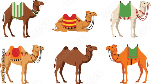 Camel Vector Set with Different Poses and Decorative Saddles Featuring Desert Animals for Travel, Caravan, Arabian Culture and Wildlife Illustration Design