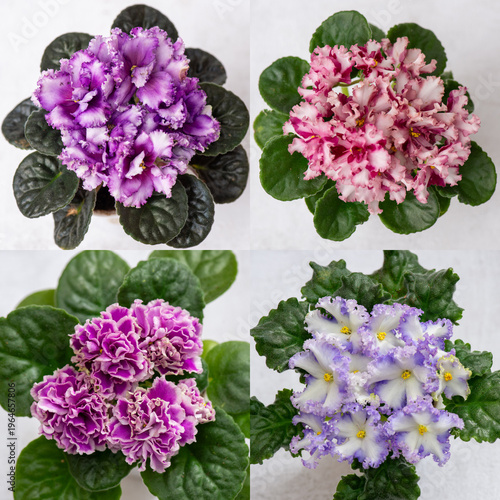 Collection of blooming African violet plants (Saintpaulia) with vibrant purple, pink, and white ruffled flowers and green leaves. Indoor ornamental houseplants photographed in soft natural light, top 