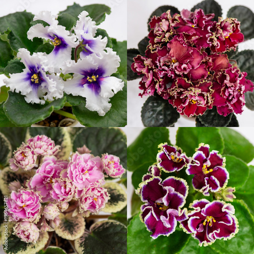 Collection of blooming African violet plants (Saintpaulia) with vibrant purple, pink, and white ruffled flowers and green leaves. Indoor ornamental houseplants photographed in soft natural light, top 
