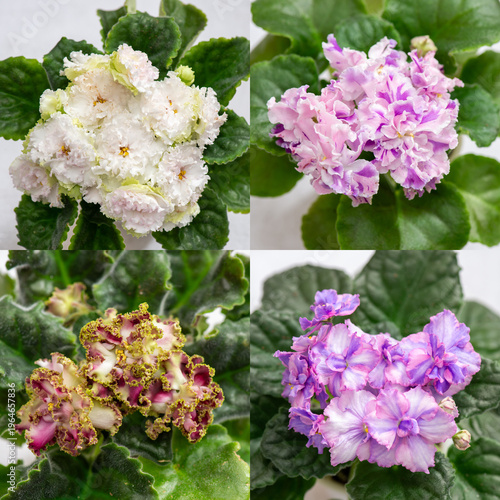 Collection of blooming African violet plants (Saintpaulia) with vibrant purple, pink, and white ruffled flowers and green leaves. Indoor ornamental houseplants photographed in soft natural light, top 