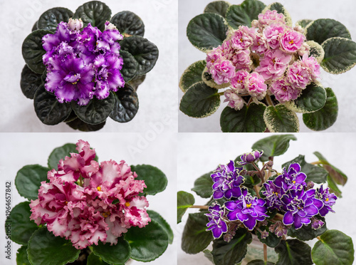 Collection of blooming African violet plants (Saintpaulia) with vibrant purple, pink, and white ruffled flowers and green leaves. Indoor ornamental houseplants photographed in soft natural light, top 