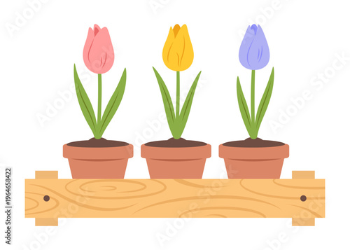 Wooden crate with different tulips in ceramic pots inside. Farmer's market, houseplant, bulb spring flowers or home gardening theme. Vector illustration isolated on white background.