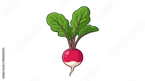 Red Radish Vegetable with Green Leaves Illustration