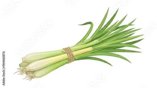 Fresh Lemongrass Stalks Tied with String Vector Illustration