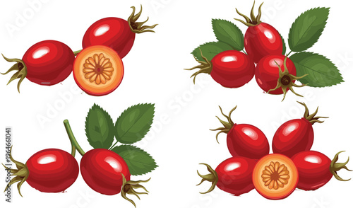Rose hip berries with leaves and cut section isolated on white background medicinal plant vector illustration set