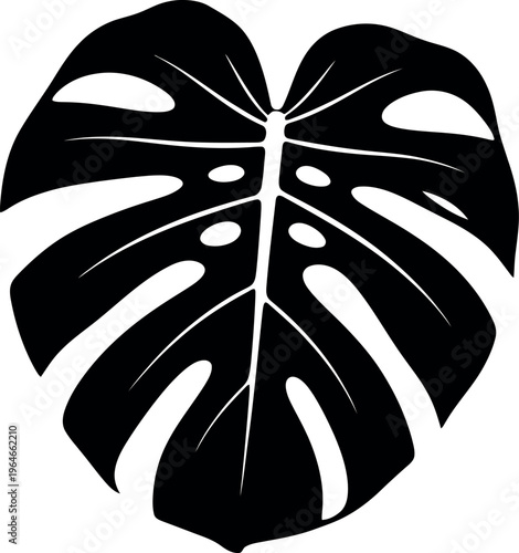 Monstera leaf silhouette with holes and tears on white background