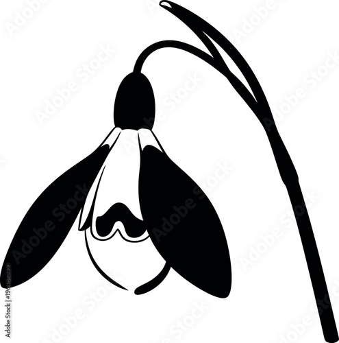 Silhouette of a snowdrop flower with drooping petals and stem