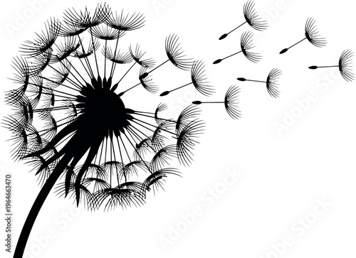 Fotografie Silhouette of a dandelion with seeds blowing away in the wind
