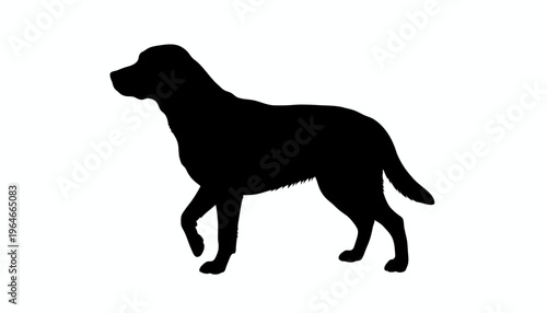 Black Labrador Retriever silhouette elegant minimalist dog profile standing isolated on white background stock image.