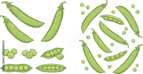 Fresh Green Pea Pods and Seeds Vector Set for Healthy Eating, Gardening, and Organic Food Illustrations