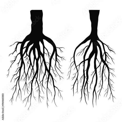 Two detailed black silhouettes of tree roots against a white background