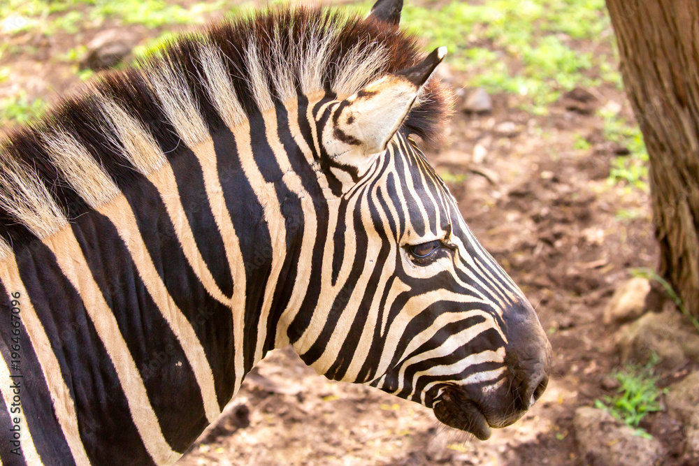 Obraz premium Zebras walking in a green meadow and eating grass. African zebras in the savannah. Wild animals in their natural habitat.