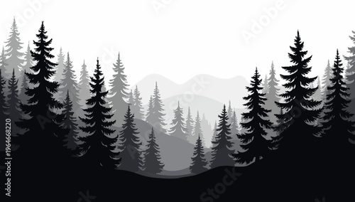 Pine trees silhouettes. Evergreen coniferous forest silhouette, nature spruce tree park 
