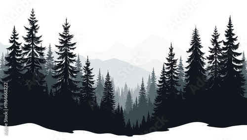 Pine trees silhouettes. Evergreen coniferous forest silhouette, nature spruce tree park 
