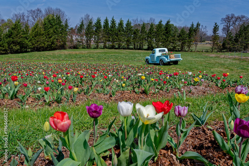 Colorful farm field of blooming tulips