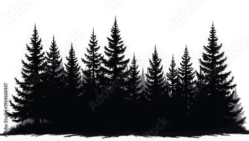 Pine trees silhouettes. Evergreen coniferous forest silhouette, nature spruce tree park 
