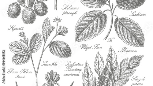 Vintage botanical illustration of various plant specimens with handwritten labels