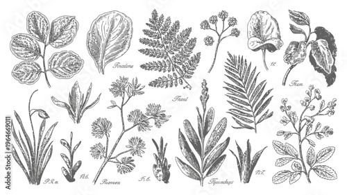 Vintage botanical illustration showcasing a variety of detailed leafy plant specimens
