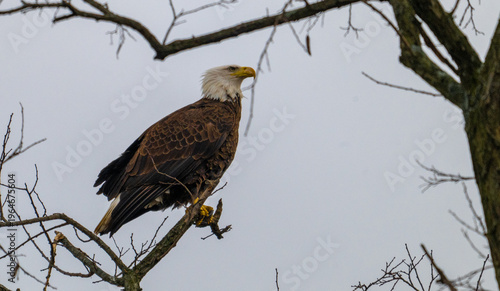 An adult Bald Eagle (Haliaeetus leucocephalus) is captured in a steady, level flight against a muted, overcast sky above a distant ridgeline.