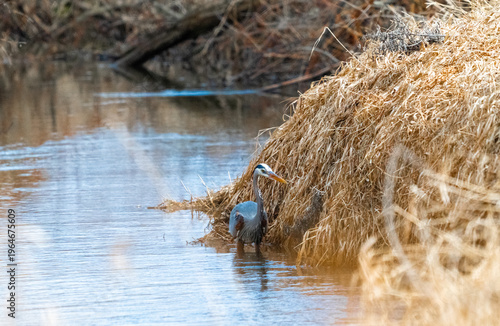 A Great Blue Heron (Ardea herodias) stands perfectly still along a muddy shoreline, camouflaged against tall, dormant golden marsh grasses.