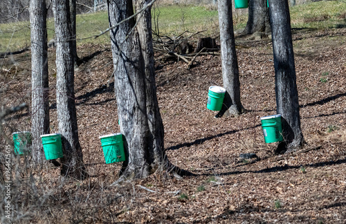 Bright green buckets attached to deciduous trees in a wooded area, set up for collecting maple sap.
