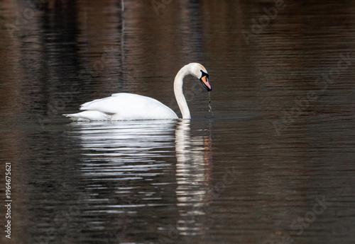 A graceful Mute Swan (Cygnus olor) with a distinctive orange bill and black knob swimming through calm, dark water with soft reflections.