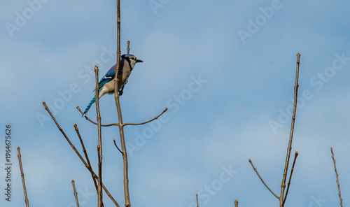 A majestic adult Bald Eagle (Haliaeetus leucocephalus) soaring high against a vibrant, clear blue sky with soft white clouds.