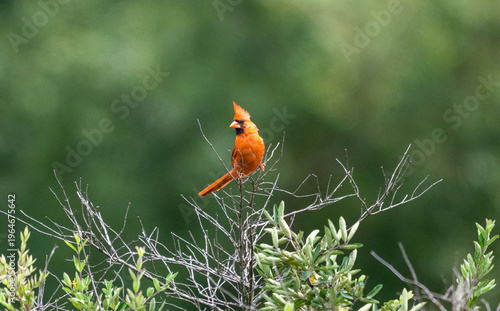 A vibrant male Northern Cardinal (Cardinalis cardinalis) is perched atop a thin branch, its bright red plumage and black face mask standing out against a soft, green forest background.