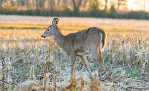 A young White-tailed Deer (Odocoileus virginianus) foraging in a harvested corn field during the golden hour of sunset.