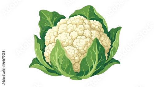 Fresh Cauliflower Vegetable Isolated on White Background Vector Illustration