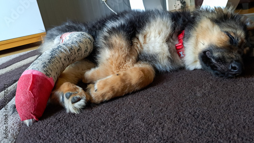Sleeping and healing, small German shepherd puppy dog sleeping on rug indoors as she heals from a  broken back  leg whilst still very young.