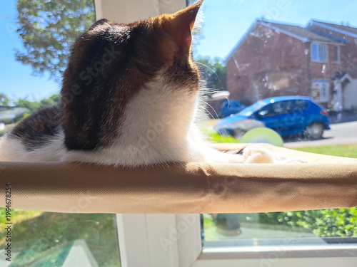 Beautiful happy cat lies on cat bed in sunshine in the window watching the world go by outdoors