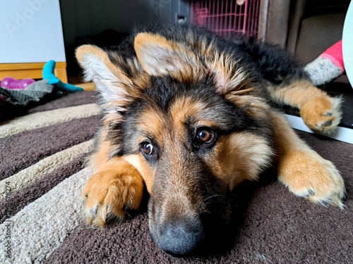 Close up shot of beautiful German Shepherd dog lying on rug indoors looking sad and depressed, a walk is needed to cheer her up .