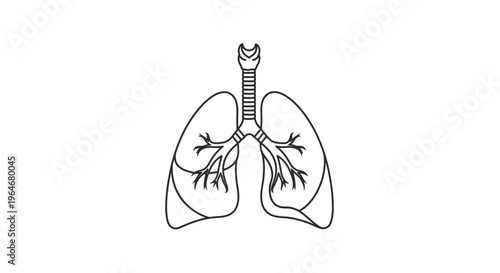 Diagram of the human respiratory system: A detailed illustration of the human respiratory system, meticulously depicting the intricate network of airways within the lungs. 