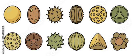 Pollen grains microscopic spores collection featuring various shapes and textures in a scientific vector illustration.