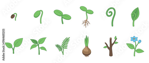 Botanical plant growth stages illustration set depicting various phases of development from seed germination to flowering plant.
